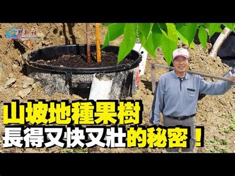 森樹種植|森樹種植：從零開始